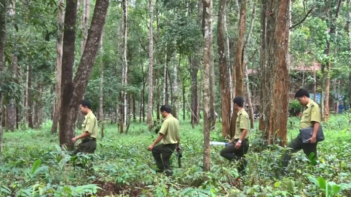 Ứng dụng khoa học, công nghệ nâng cao hiệu quả quản lý, bảo vệ và phát triển rừng