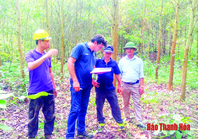 Huyện Thạch Thành: Gần 1.500 ha keo được cấp chứng chỉ FSC quốc tế