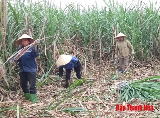Sức lan tỏa từ việc học và làm theo Bác ở huyện Thạch Thành