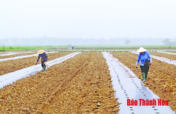 Vai trò của khoa học và công nghệ trong phát triển nông nghiệp, xây dựng nông thôn mới ở huyện Nga Sơn