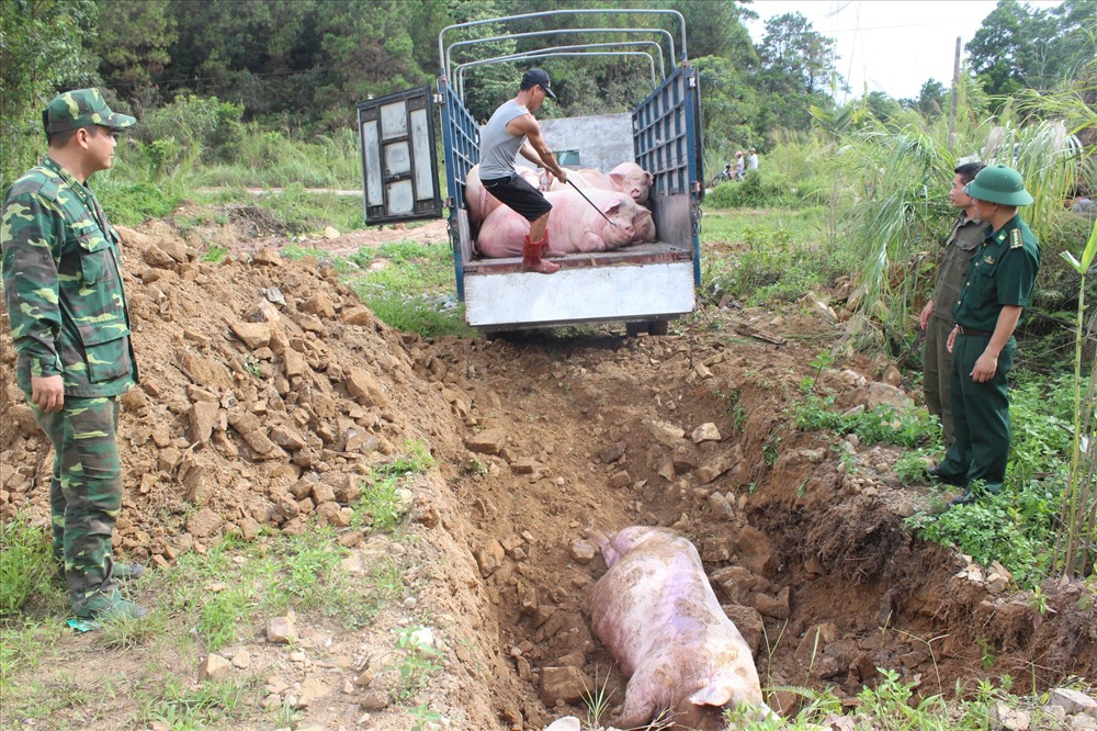 Triển khai các biện pháp cấp bách để khống chế, ngăn chặn bệnh Dịch tả lợn Châu Phi