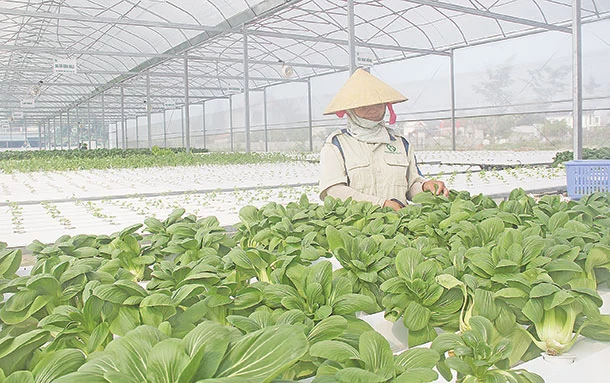 Gỡ “nút thắt”, thúc đẩy đầu tư nông nghiệp công nghệ cao