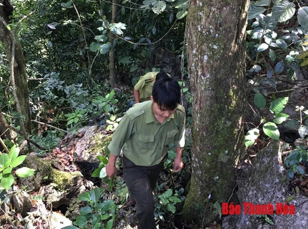 Phối hợp bảo vệ rừng, ngăn chặn buôn lậu lâm sản trên địa bàn các huyện miền núi