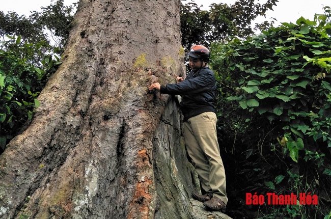 Khoanh nuôi, phát triển rừng gỗ lớn để bảo vệ loài lim xanh quý hiếm tại huyện Như Thanh
