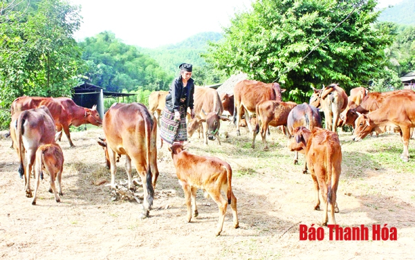 Chăn nuôi bò sinh sản ở Quan Sơn