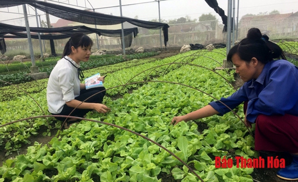 Huyện Thọ Xuân có 10 HTX ứng dụng nhà màng, nhà lưới trong sản xuất nông nghiệp
