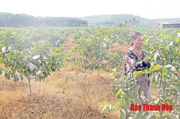 Phát triển cây ăn quả ở xã Thành Tâm