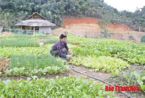 Tinh thần đảng viên vượt khó làm giàu ở huyện Quan Sơn