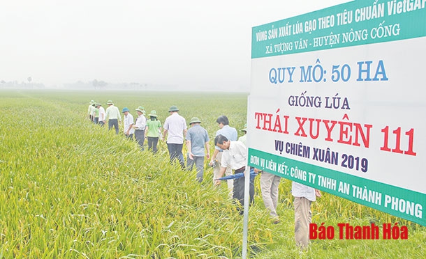 Cánh đồng sản xuất lúa theo tiêu chuẩn VietGap tại xã Tượng Văn đạt năng suất gần 8 tấn/ha