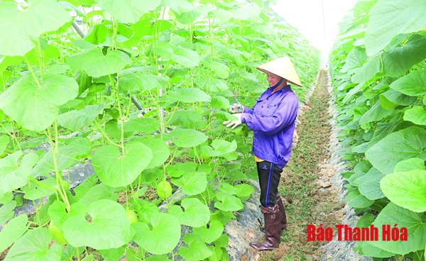 Huyện Thọ Xuân phát triển nông nghiệp theo hướng nâng cao giá trị kinh tế