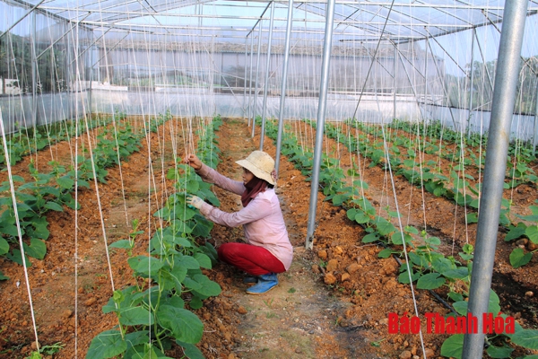 Huyện Đông Sơn có 17/19 HTX thực hiện liên kết tiêu thụ sản phẩm