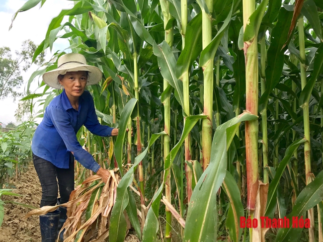 Huyện Thiệu Hóa thu hút 15 doanh nghiệp liên kết sản xuất và bao tiêu sản phẩm nông nghiệp
