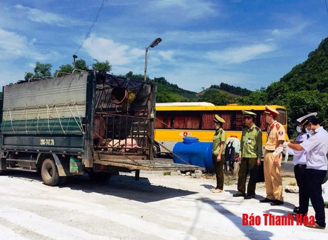 Bắt xe tải chở lợn không có tờ kiểm dịch từ Hà Nam vào Thanh Hóa tiêu thụ