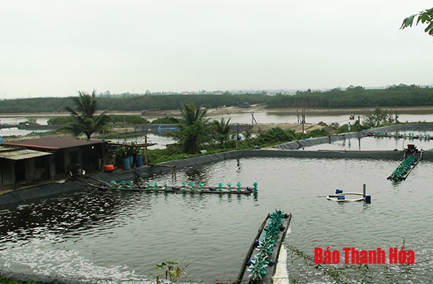 Huyện Hoằng Hóa phát triển hơn 104 ha nuôi tôm theo hướng công nghiệp