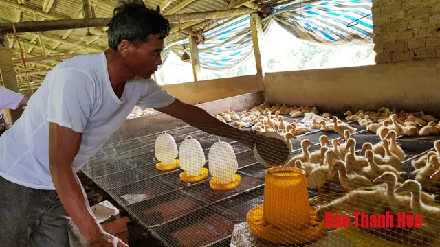 Chuyển đổi cơ cấu vật nuôi sau dịch tả lợn Châu Phi