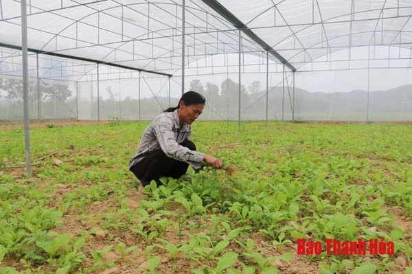 5 HTX nông nghiệp trên địa bàn huyện Thường Xuân tham gia liên kết bao tiêu sản phẩm