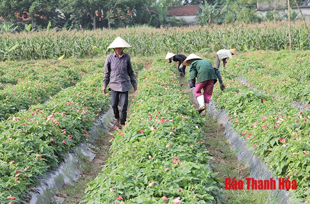Triển vọng từ những mô hình liên kết sản xuất cây dược liệu