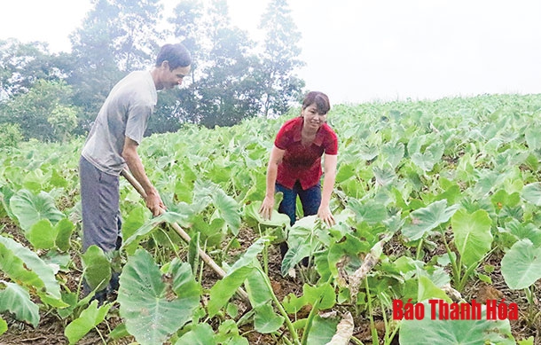 Xã Luận Thành chú trọng phát triển kinh tế nông nghiệp