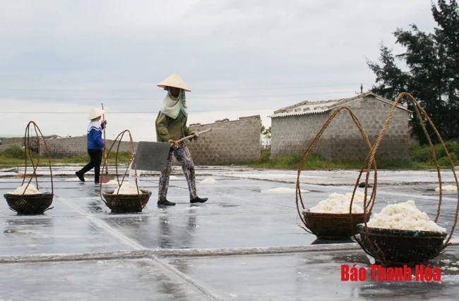 6 tháng năm 2019, sản lượng muối toàn tỉnh đạt 4.630 tấn