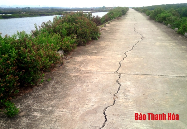 Tuyến đê biển qua xã Đa Lộc xuất hiện nhiều vết nứt kéo dài