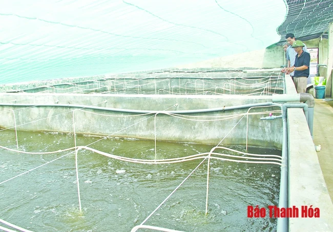 Nuôi tôm theo hướng công nghệ cao tại xã Hoằng Lưu