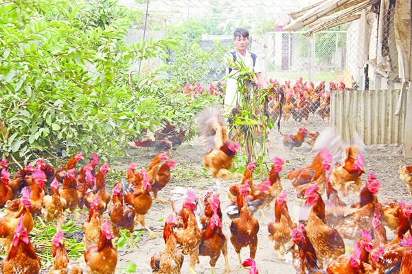 Những vấn đề đặt ra trong chuyển đổi vật nuôi sau dịch tả lợn châu Phi