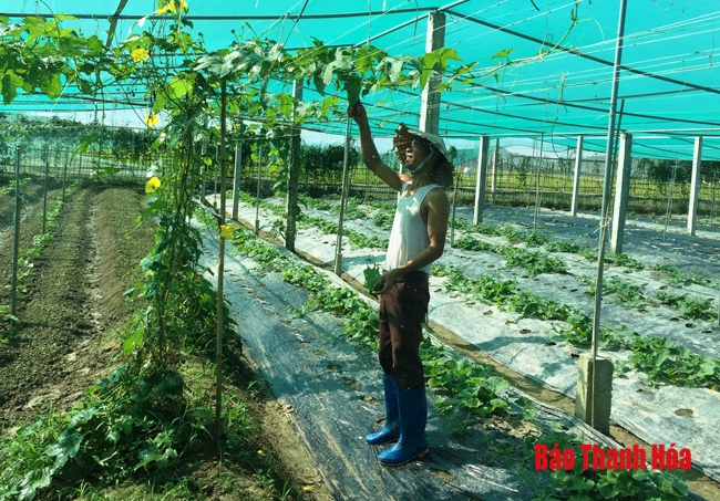 Xã Phú Nhuận phát triển 4.000 m2 nhà lưới trồng rau an toàn
