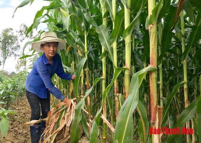 Huyện Thiệu Hóa có 20 doanh nghiệp liên kết sản xuất nông nghiệp