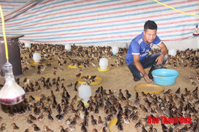 Phát triển chăn nuôi gà theo chuỗi phục vụ chế biến và xuất khẩu