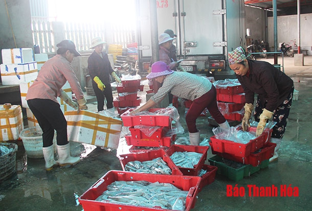 Xã Hải Thanh: Sản lượng khai thác hải sản đạt hơn 6.500 tấn