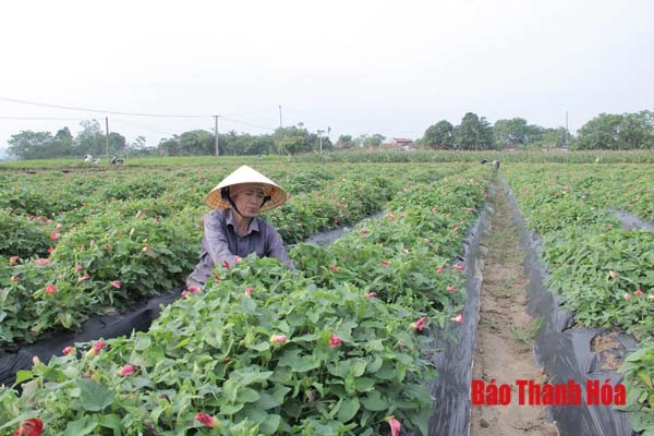 Hiệu quả kinh tế từ những vùng sản xuất nông nghiệp tập trung