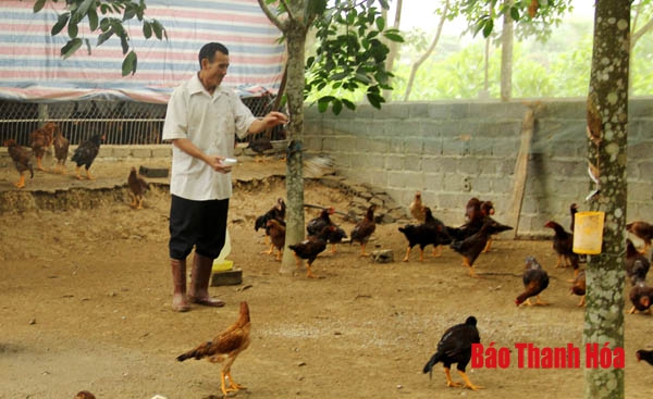 Mô hình nhóm liên kết chăn nuôi gà thả vườn mang lại hiệu quả cao