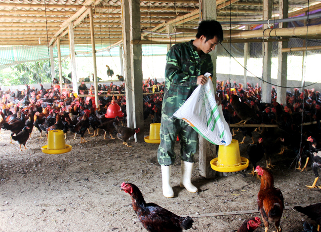 Huyện Thọ Xuân cấp giấy chứng nhận cho 82 trang trại