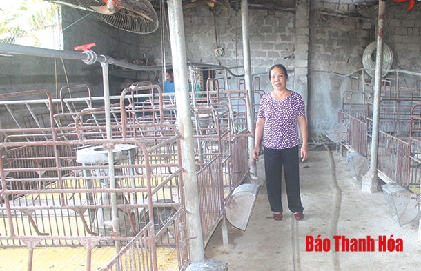 Nông dân thị xã Bỉm Sơn cần cẩn trọng khi tái đàn lợn sau dịch tả lợn châu Phi
