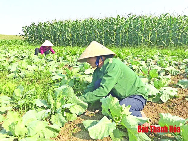 Những cánh đồng rau trái vụ