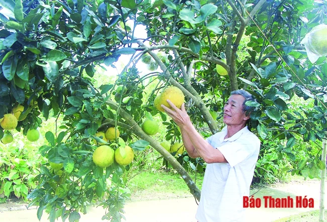 Bí thư chi bộ gương mẫu, đi đầu trong phong trào thi đua làm kinh tế giỏi