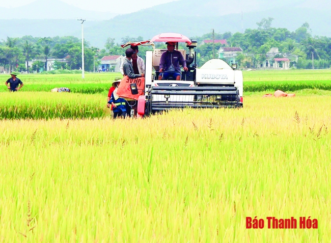 Huyện Hoằng Hóa xây dựng được 3.250 ha vùng lúa thâm canh