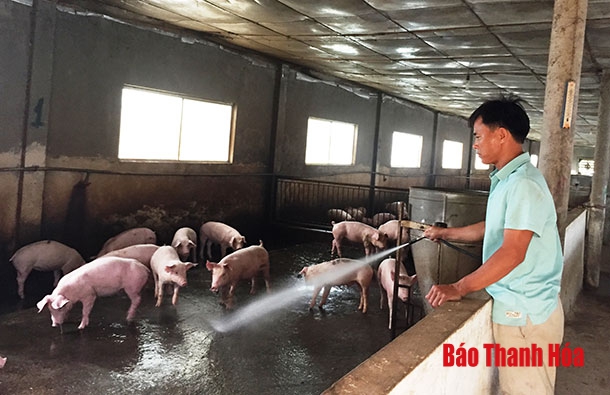 Tổng đàn lợn trên địa bàn tỉnh đạt hơn 1 triệu con