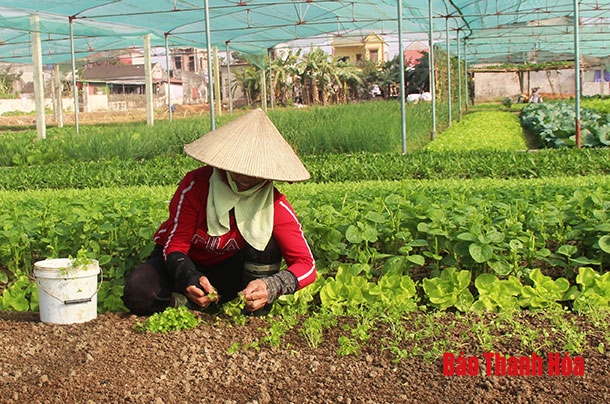 Huyện Vĩnh Lộc phát triển 30 chuỗi giá trị trong sản xuất nông nghiệp
