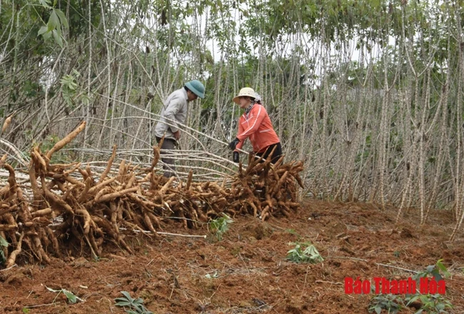 Đảng bộ xã Phúc Thịnh phát huy vai trò lãnh đạo trong phát triển kinh tế