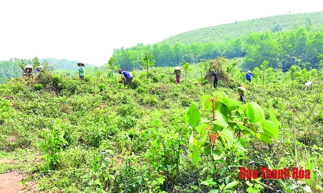 Phục hồi và quản lý bền vững rừng phòng hộ tỉnh Thanh Hóa