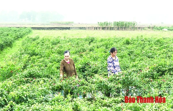 Đảng bộ huyện Đông Sơn chuẩn bị tốt các điều kiện tổ chức thành công đại hội đảng các cấp