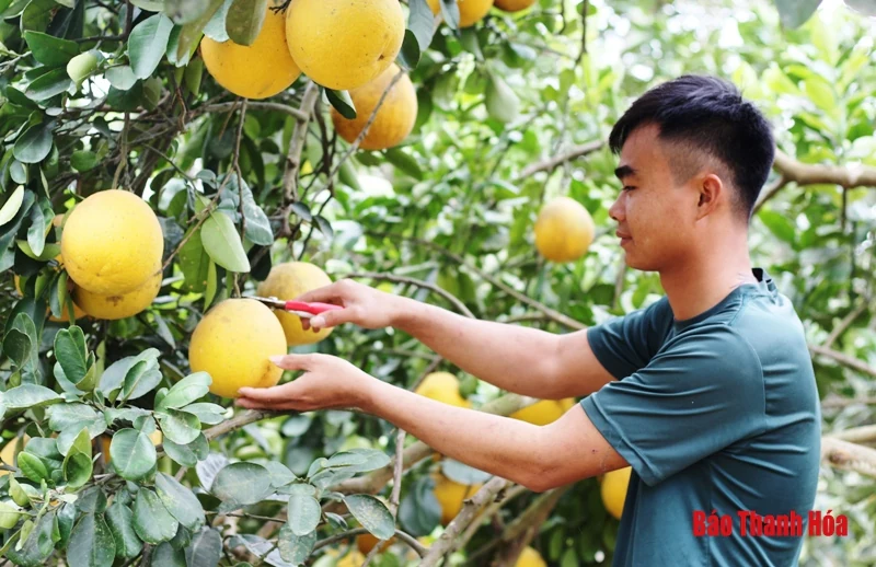 Bưởi Yên Ninh rộn ràng vào Tết