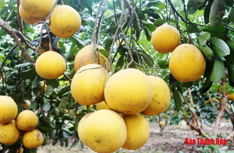 Bưởi Yên Ninh rộn ràng vào Tết