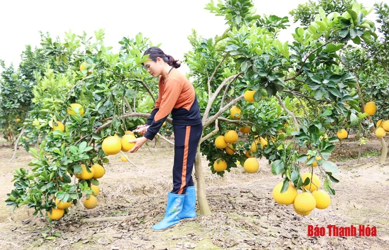Bưởi Yên Ninh rộn ràng vào Tết