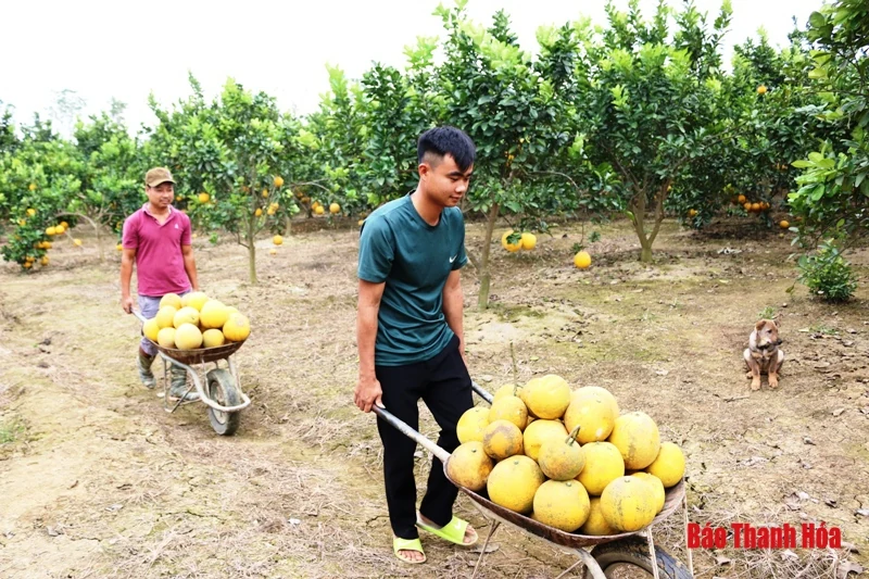 Bưởi Yên Ninh rộn ràng vào Tết