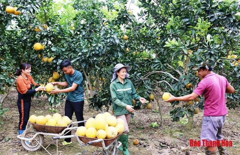 Bưởi Yên Ninh rộn ràng vào Tết