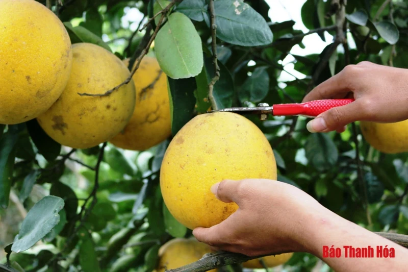 Bưởi Yên Ninh rộn ràng vào Tết