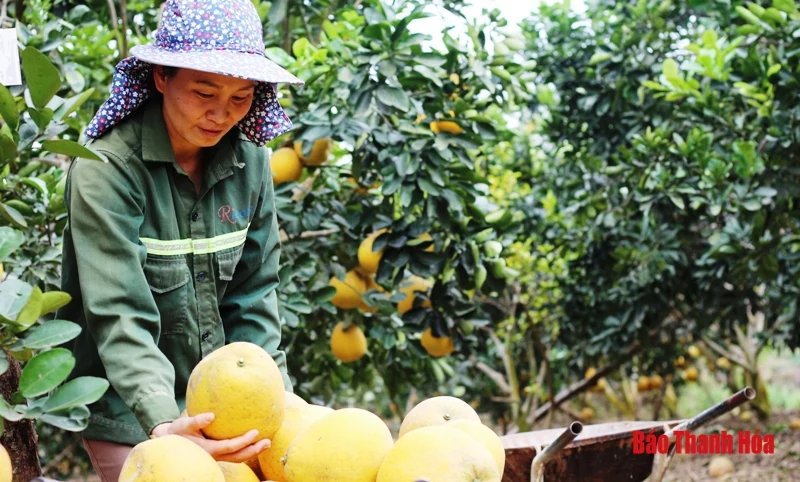 Bưởi Yên Ninh rộn ràng vào Tết