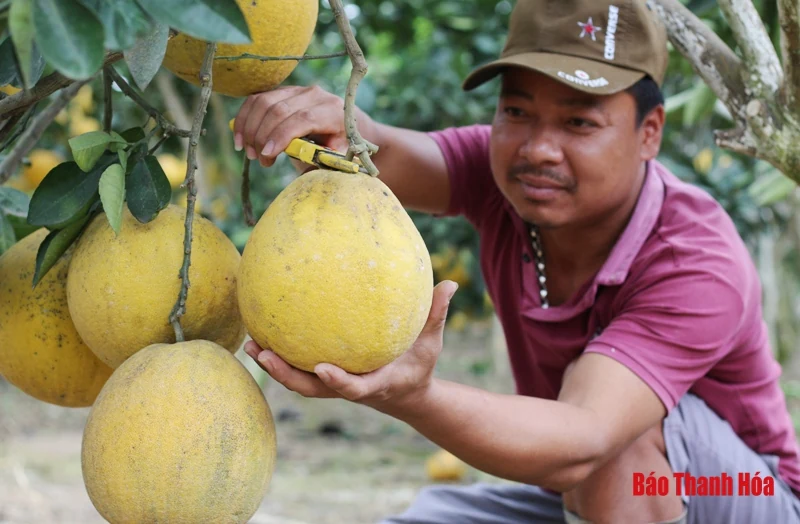 Bưởi Yên Ninh rộn ràng vào Tết